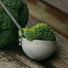 broccoli-1974801_1920
